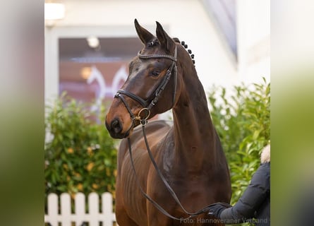 Hannover, Castrone, 5 Anni, 176 cm, Baio