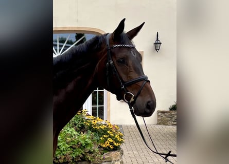 Hannover, Castrone, 5 Anni, 176 cm, Baio scuro