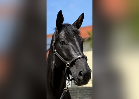 Hannover, Castrone, 5 Anni, 176 cm, Morello