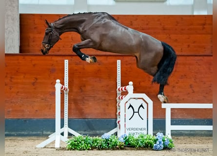 Hannover, Castrone, 5 Anni, 177 cm, Baio