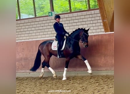 Hannover, Castrone, 5 Anni, 177 cm, Baio scuro