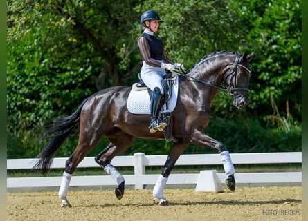 Hannover, Castrone, 5 Anni, 177 cm, Morello