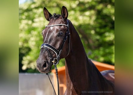 Hannover, Castrone, 5 Anni, 177 cm, Morello