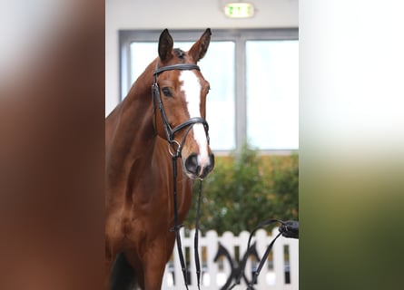 Hannover, Castrone, 5 Anni, 178 cm, Baio