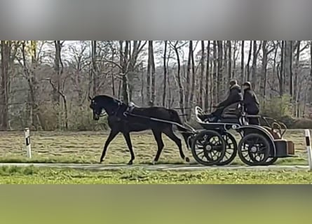 Hannover, Castrone, 5 Anni, 180 cm, Baio scuro