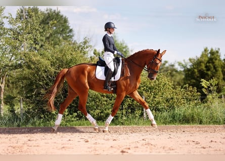 Hannover, Castrone, 5 Anni, 180 cm, Sauro