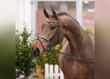 Hannover, Castrone, 5 Anni, 182 cm, Baio