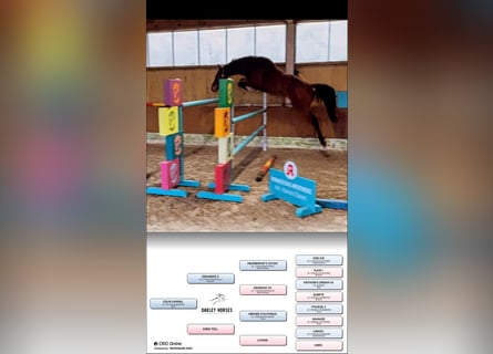 Hannover, Castrone, 6 Anni, 164 cm, Baio