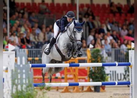 Hannover, Castrone, 6 Anni, 167 cm, Baio scuro