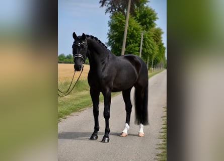 Hannover, Castrone, 6 Anni, 167 cm, Morello