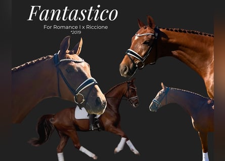 Hannover, Castrone, 6 Anni, 167 cm, Sauro