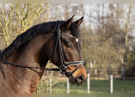 Hannover, Castrone, 6 Anni, 168 cm, Baio