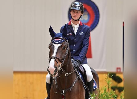 Hannover, Castrone, 6 Anni, 168 cm, Baio