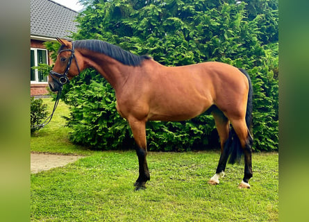 Hannover, Castrone, 6 Anni, 168 cm, Baio ciliegia