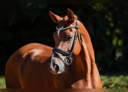Hannover, Castrone, 6 Anni, 168 cm, Sauro