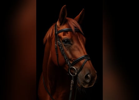 Hannover, Castrone, 6 Anni, 168 cm, Sauro