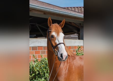 Hannover, Castrone, 6 Anni, 168 cm, Sauro