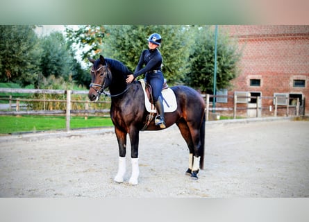 Hannover, Castrone, 6 Anni, 169 cm, Baio nero