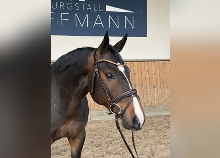 Hannover, Castrone, 6 Anni, 169 cm, Baio scuro