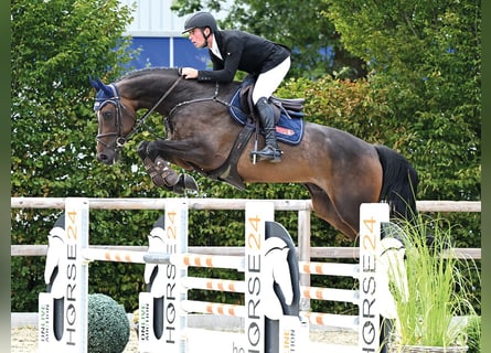 Hannover, Castrone, 6 Anni, 169 cm, Baio scuro