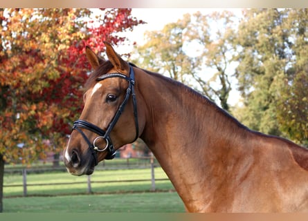 Hannover, Castrone, 6 Anni, 169 cm, Sauro scuro