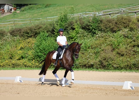 Hannover, Castrone, 6 Anni, 170 cm, Baio scuro