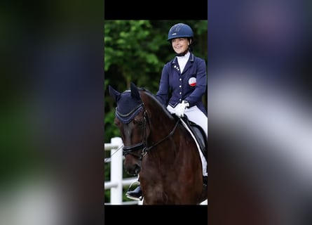 Hannover, Castrone, 6 Anni, 171 cm, Baio scuro
