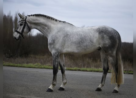 Hannover, Castrone, 6 Anni, 171 cm, Grigio