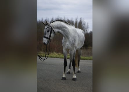 Hannover, Castrone, 6 Anni, 171 cm, Grigio