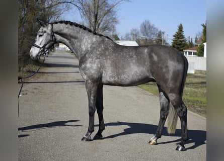 Hannover, Castrone, 6 Anni, 171 cm, Grigio