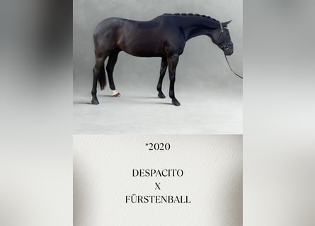 Hannover, Castrone, 6 Anni, 171 cm, Morello