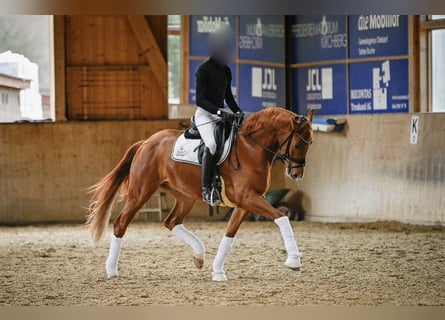 Hannover, Castrone, 6 Anni, 171 cm, Sauro