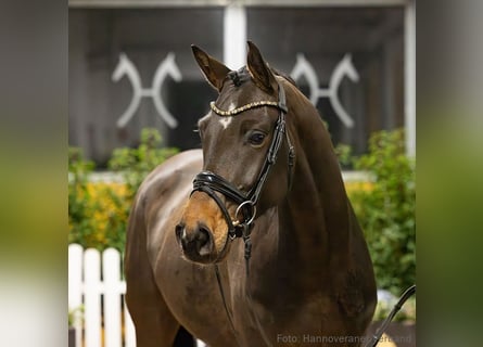 Hannover, Castrone, 6 Anni, 172 cm, Baio