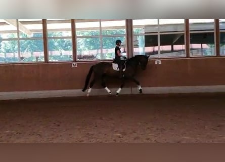 Hannover, Castrone, 6 Anni, 172 cm, Baio scuro