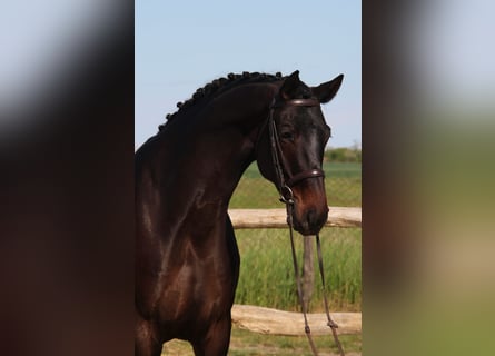 Hannover, Castrone, 6 Anni, 172 cm, Baio scuro