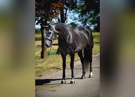 Hannover, Castrone, 6 Anni, 172 cm, Grigio