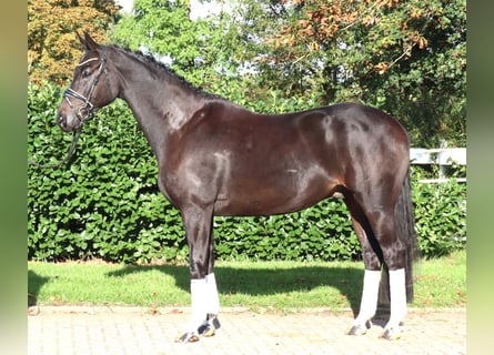 Hannover, Castrone, 6 Anni, 172 cm, Morello