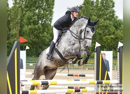 Hannover, Castrone, 6 Anni, 173 cm, Grigio pezzato