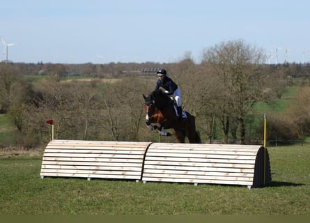 Hannover, Castrone, 6 Anni, 174 cm, Baio