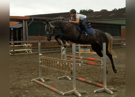 Hannover, Castrone, 6 Anni, 175 cm, Grigio