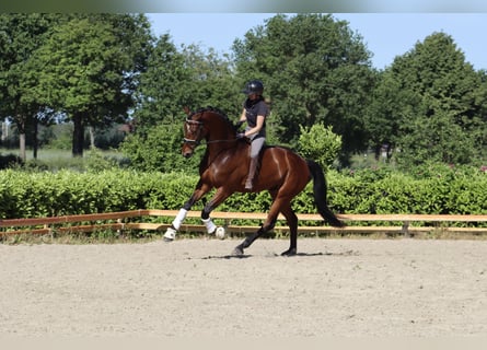 Hannover, Castrone, 6 Anni, 177 cm, Baio