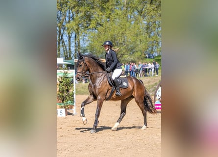 Hannover, Castrone, 6 Anni, Baio