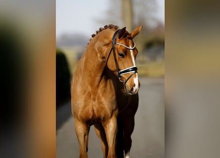 Hannover, Castrone, 7 Anni, 167 cm, Sauro