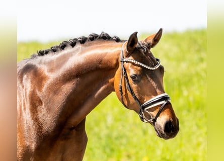 Hannover, Castrone, 7 Anni, 168 cm, Baio