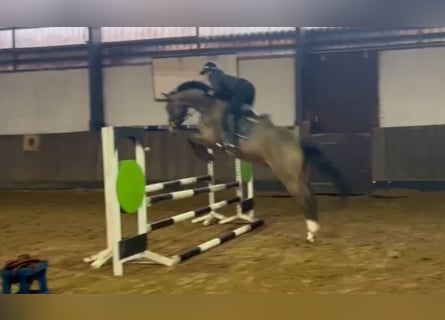 Hannover, Castrone, 7 Anni, 168 cm, Baio