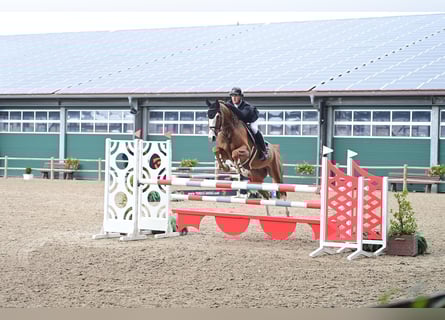 Hannover, Castrone, 7 Anni, 168 cm, Sauro