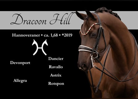 Hannover, Castrone, 7 Anni, 169 cm, Morello