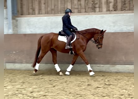 Hannover, Castrone, 7 Anni, 169 cm, Sauro