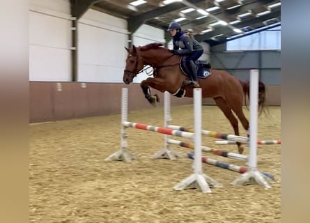 Hannover, Castrone, 7 Anni, 169 cm, Sauro