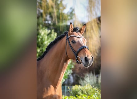 Hannover, Castrone, 7 Anni, 170 cm, Baio